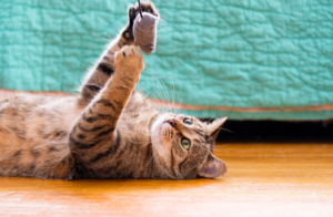 cat and its toy
