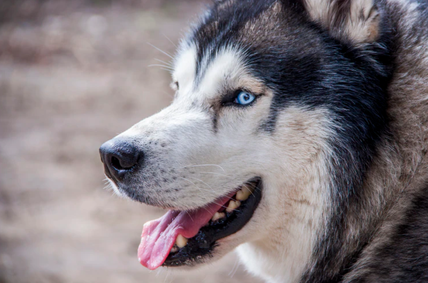 husky