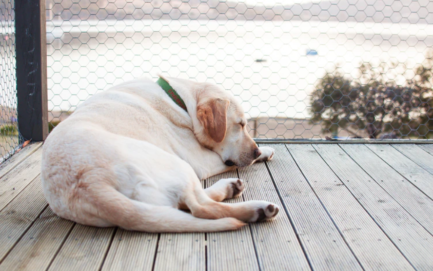 labrador